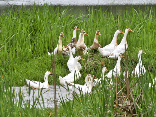 【许大娘家专场】岫云村丨三年岁月鸭 商品图1