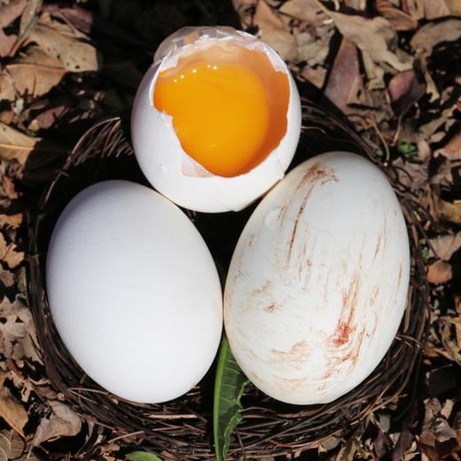 【 个大新鲜 蛋黄饱满】 农家散养土鹅蛋蛋黄完整 个大新鲜 口感清香  营养丰富  6枚装孕妇、宝宝包邮 商品图3