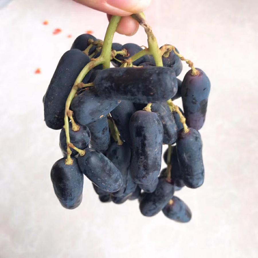 澳洲金手指黑提子:澳洲金手指无籽黑提稀有珍贵品种 皮薄肉脆 果皮