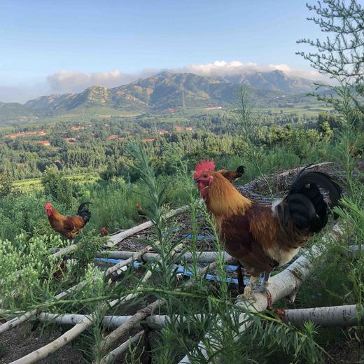 散养琅琊小笨鸡，公鸡母鸡都有 商品图2