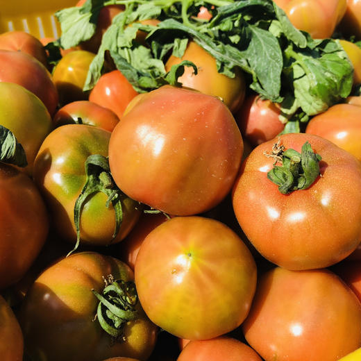 丑甜柿，柿味浓郁，甜度高，有香气，适合生吃，吃着上瘾，个头大小不一。全程有机肥（豆粕+羊粪+海藻/鱼蛋白等混配）培育，产量低，但口感超棒。生态种植，安全无农残。 商品图0