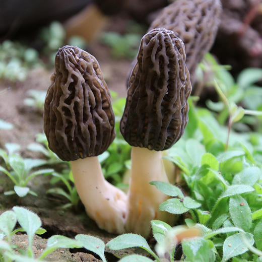 密農人家羊肚菇均勻飽滿口感脆嫩煲湯鮮美營養價值高50g羊肚菌250g赤