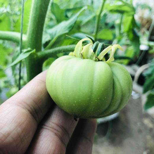 丑甜柿，柿味浓郁，甜度高，有香气，适合生吃，吃着上瘾，个头大小不一。全程有机肥（豆粕+羊粪+海藻/鱼蛋白等混配）培育，产量低，但口感超棒。生态种植，安全无农残。 商品图7