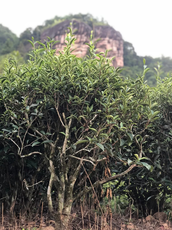 茶香记 荒野寿眉散2014年 越陈越香 老白茶 福鼎点头镇 粽叶香 枣香