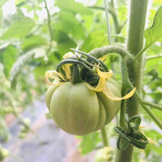 丑甜柿，柿味浓郁，甜度高，有香气，适合生吃，吃着上瘾，个头大小不一。全程有机肥（豆粕+羊粪+海藻/鱼蛋白等混配）培育，产量低，但口感超棒。生态种植，安全无农残。 商品图1