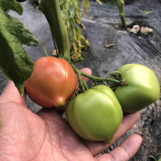 丑甜柿，柿味浓郁，甜度高，有香气，适合生吃，吃着上瘾，个头大小不一。全程有机肥（豆粕+羊粪+海藻/鱼蛋白等混配）培育，产量低，但口感超棒。生态种植，安全无农残。 商品图5