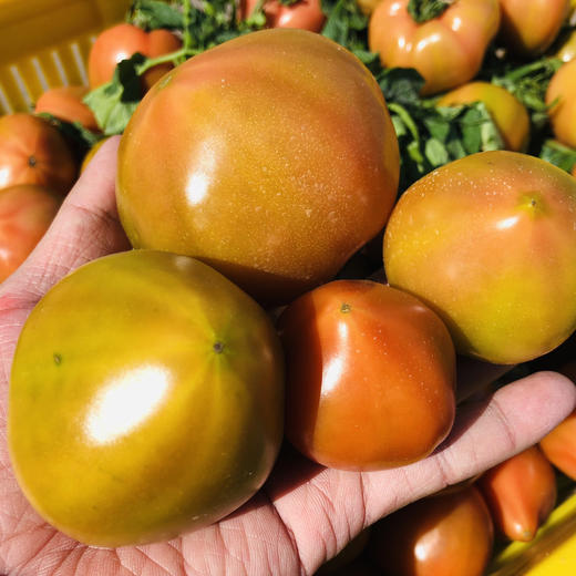 丑甜柿，柿味浓郁，甜度高，有香气，适合生吃，吃着上瘾，个头大小不一。全程有机肥（豆粕+羊粪+海藻/鱼蛋白等混配）培育，产量低，但口感超棒。生态种植，安全无农残。 商品图4