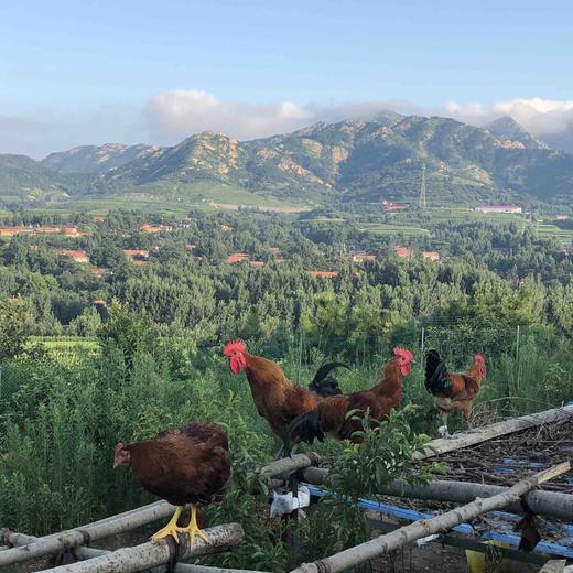 散养琅琊小笨鸡，公鸡母鸡都有 商品图3