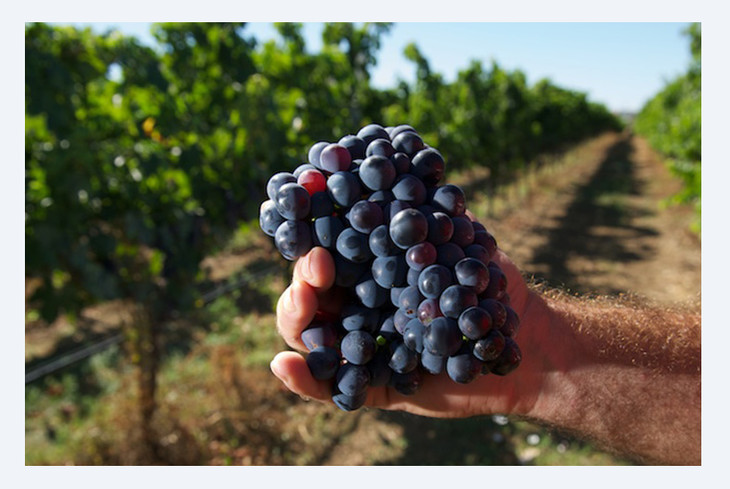 意大利原瓶进口金熊干红葡萄酒