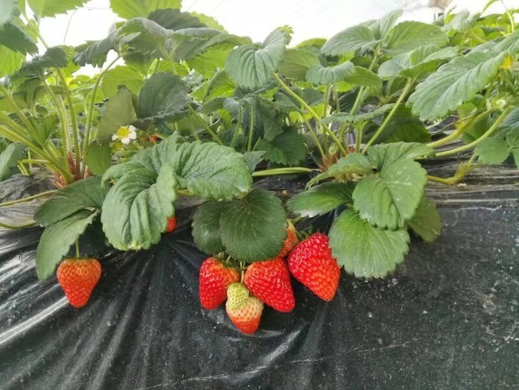 台湾芝心园自然成长的酵素草莓无化肥农药激素膨大剂