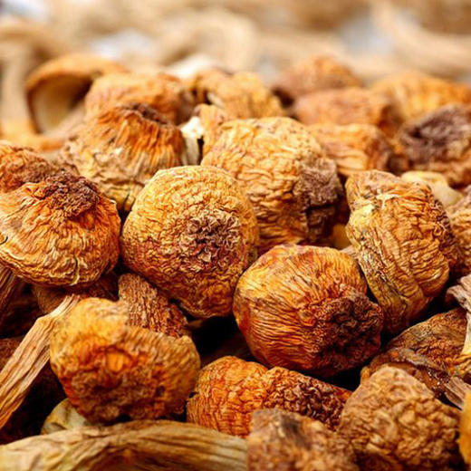 甘南藏区美味 食用菌姬松茸 干货 炒菜 炖鸡 煲汤食材 美味山珍 包邮