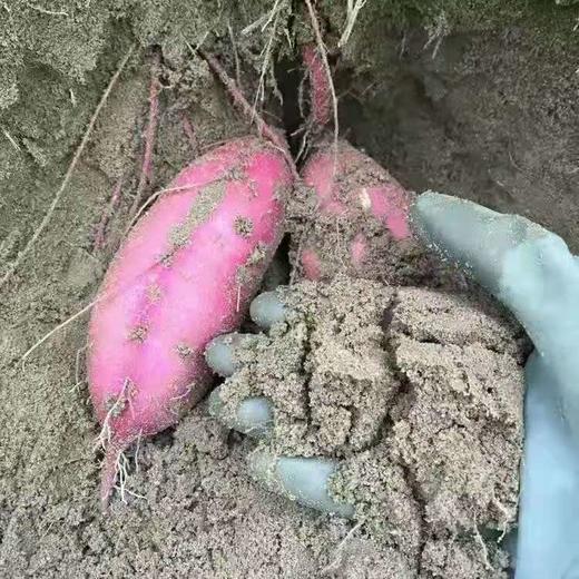 海南桥头地瓜 香甜可口 绵密如沙 芳香扑鼻 5斤装 番薯 商品图5
