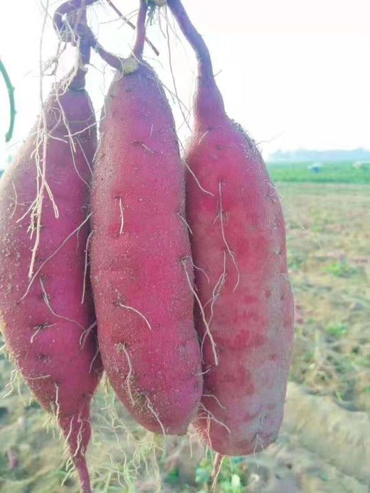 海南桥头地瓜 香甜可口 绵密如沙 芳香扑鼻 5斤装 番薯 商品图1