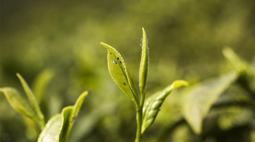 2、绿茶的外形 商品图0