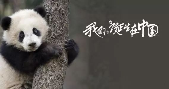 熊猫求生记 |WWF环境教育课-我的野生动物朋友系列