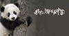 熊猫求生记 |WWF环境教育课-我的野生动物朋友系列 商品缩略图0