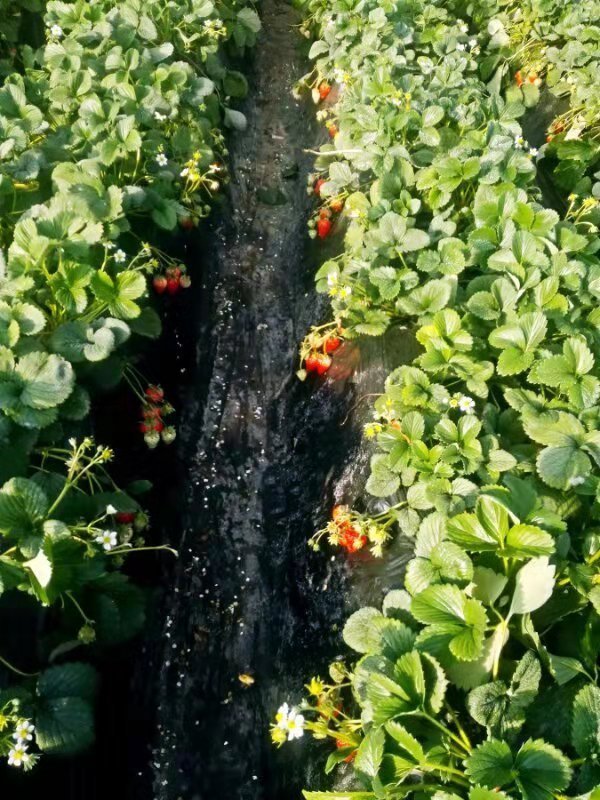 台湾芝心园自然成长的酵素草莓无化肥农药激素膨大剂