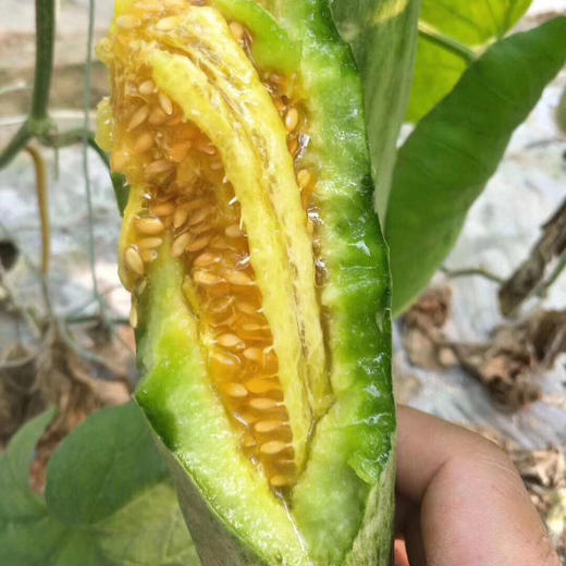 山东潍坊老品种一级羊角蜜净果445斤