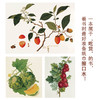 水果：一部图文史  商务印书馆 商品缩略图4