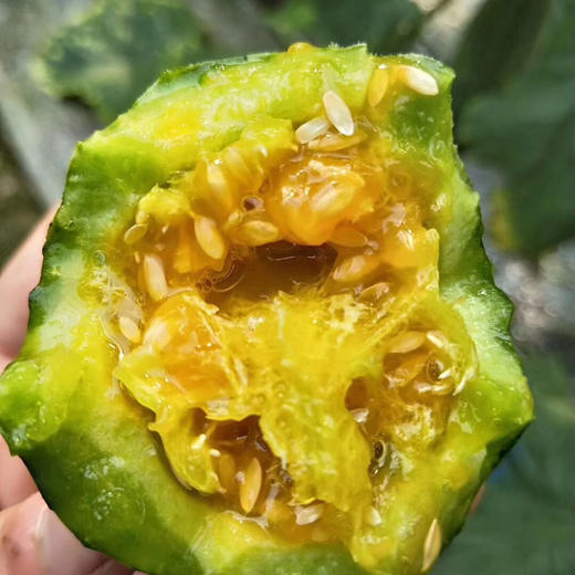 山东潍坊老品种一级羊角蜜净果445斤