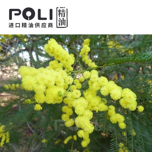 法国进口银合欢净油美容院护肤刮痧精油oem颇黎银合欢净油批发