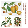 水果：一部图文史  商务印书馆 商品缩略图3