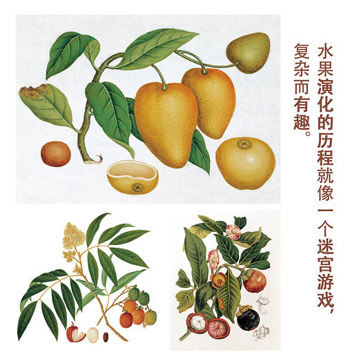 水果：一部图文史  商务印书馆 商品图3