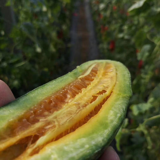 山东潍坊老品种一级羊角蜜 净果2.8-3斤/4.3-4.5斤 商品图6