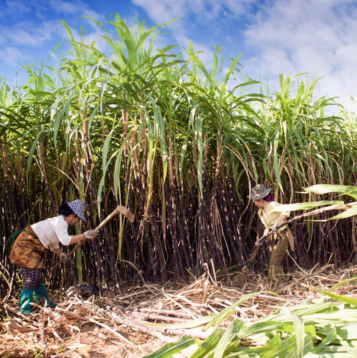 云南傣家古法手工老红糖 2罐*480g 商品图14
