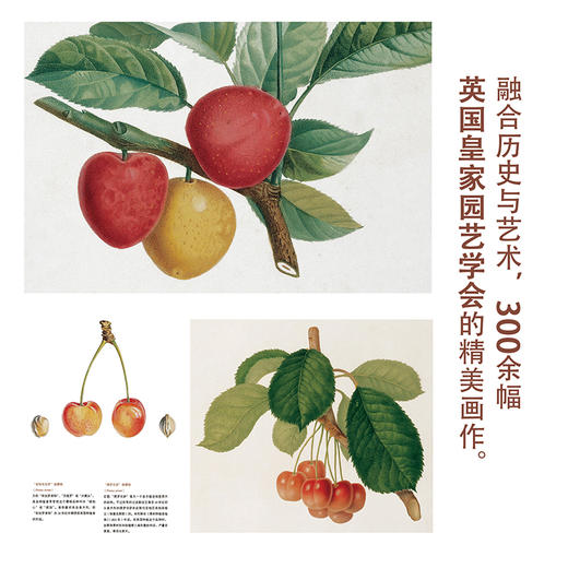 水果：一部图文史  商务印书馆 商品图2