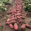 日本高系14号原种！富硒桥头板栗地瓜 红薯 精品5斤 礼盒装 商品缩略图11