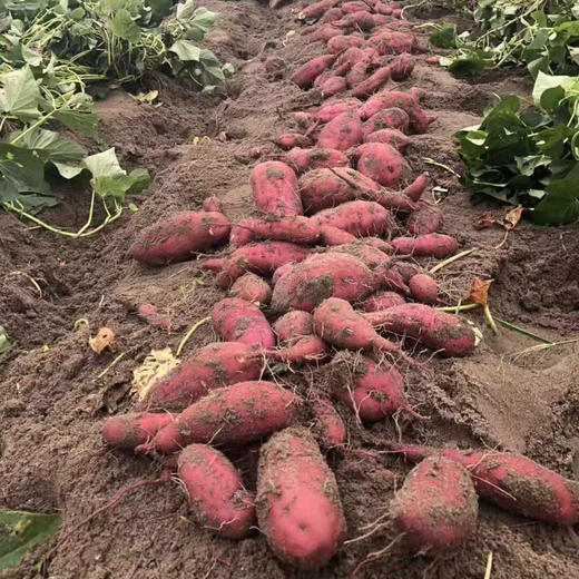 日本高系14号原种！富硒桥头板栗地瓜 红薯 精品5斤 礼盒装 商品图11