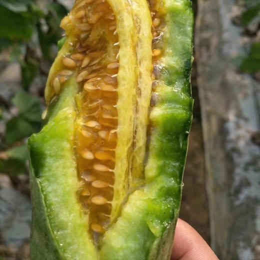 山东潍坊老品种一级羊角蜜 净果2.8-3斤/4.3-4.5斤 商品图5