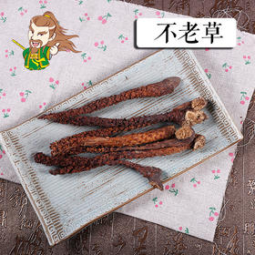 中药材批发 不老草 一根