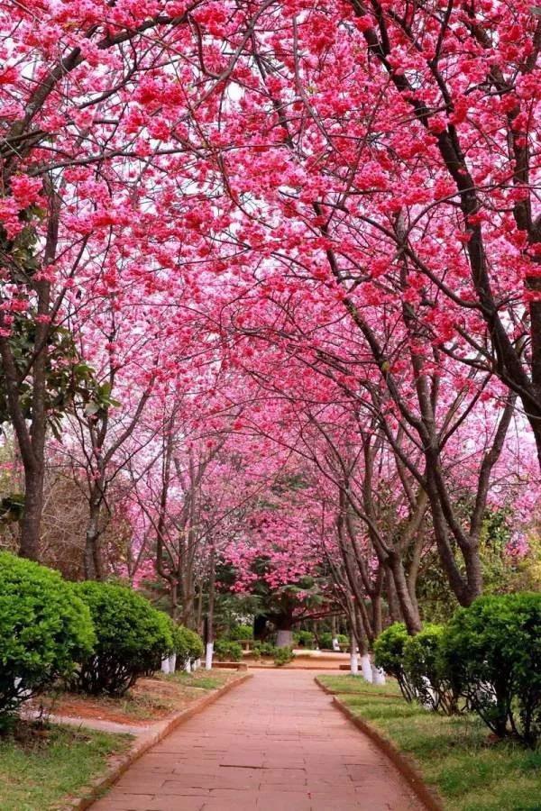 邹平樱花山特价单人票34.9元,原价100元!错过再等一年!