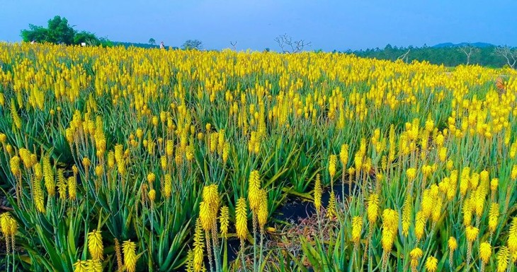三月臻享活动台山普罗旺斯芦荟花海行走最美花式洋楼浮月村一天