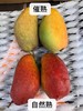 海南空运贵妃芒核小肉厚香味浓郁当季最好吃的水果没有之一 商品缩略图5