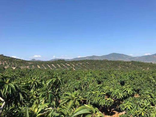海南空运贵妃芒核小肉厚香味浓郁当季最好吃的水果没有之一 商品图7