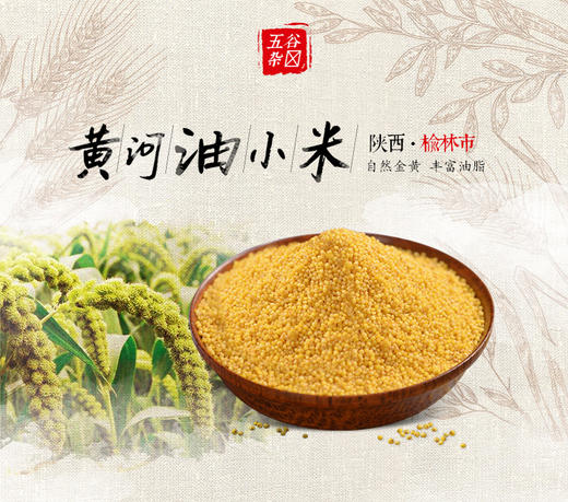 人民大真空黄河油小米500g 商品图1