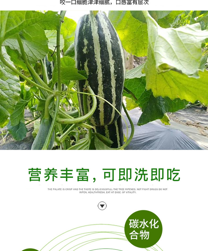 山东博洋91甜瓜香瓜现摘现发当季新鲜水果5斤包邮