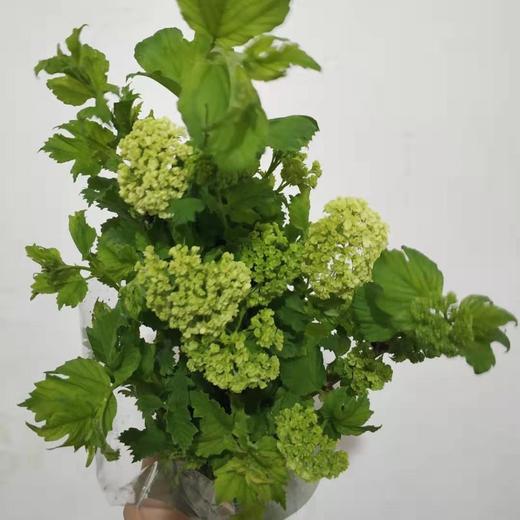 木绣球（国产） 商品图3