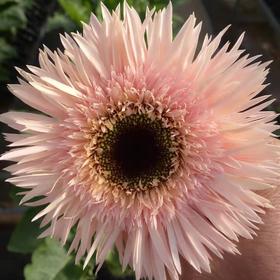 非洲菊·拉丝（粉色）