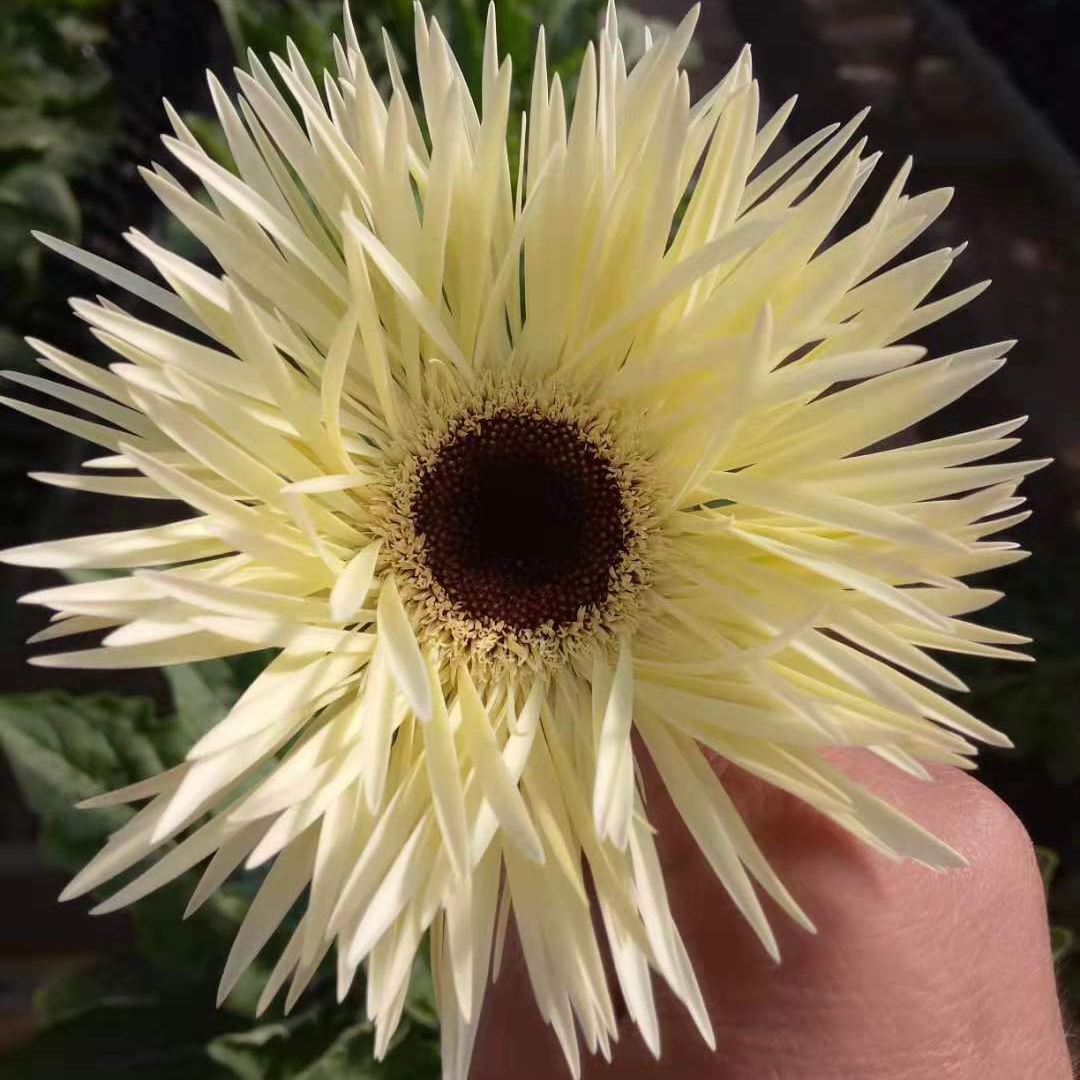 非洲菊·拉丝（白色）