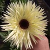 非洲菊·拉丝（白色） 商品缩略图0