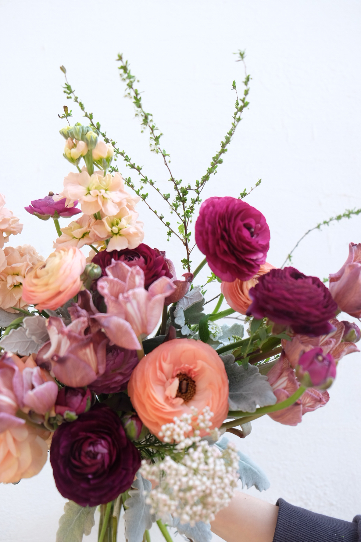 mizu floral / 布 郎 尼 / 稀有的荷兰布朗尼郁金香,小小的花朵却有着