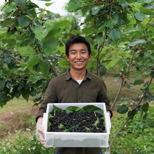 有机桑葚酱 | 绿家自产*Group purchase of Organic mulberry paste | Self-production 商品图3