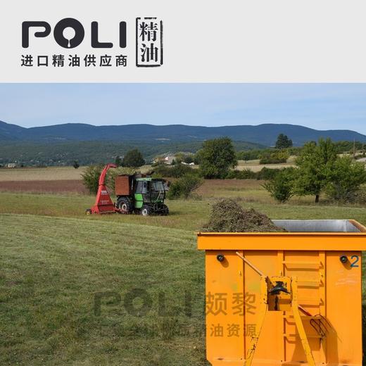 （法国）进口有机胡萝卜籽精油（野生）原料 商品图0