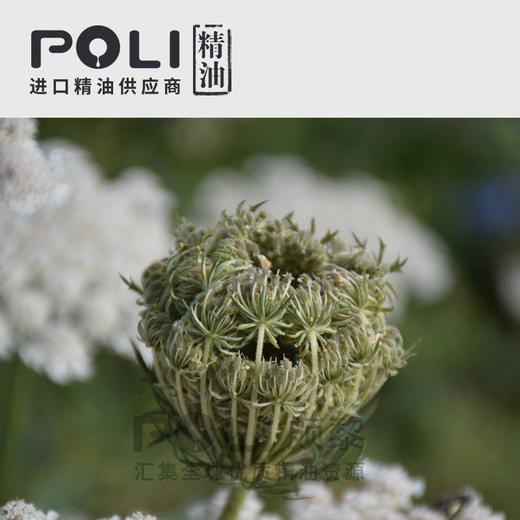 （法国）进口有机胡萝卜籽精油（野生）原料 商品图2
