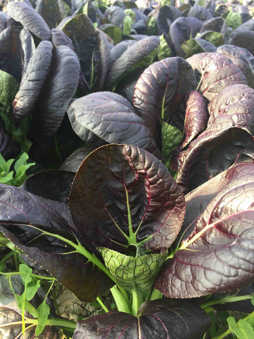 紫衣青菜(400g)穴植生态 商品图0