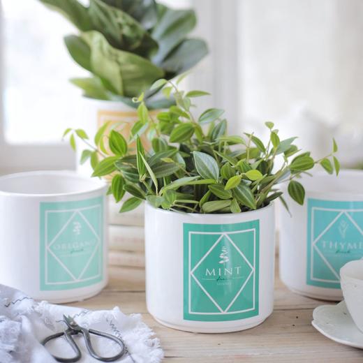 花器精选 19春夏新品 几何英文花盆 安能物流到付 沪花拾者